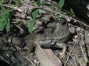 Lizard