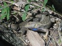 Lizard