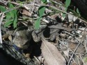 Lizard