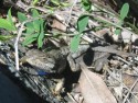 Lizard