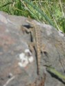 Lizard