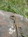 Lizard