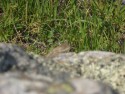 Lizard