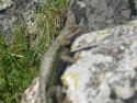 Lizard