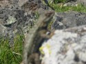 Lizard