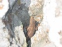 Lizard