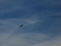 Bird of Prey
