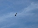 Bird of Prey