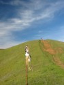 Hillside