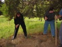 Digging