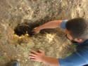 Digging