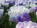 Netherlands