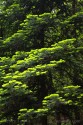 Tree Needles