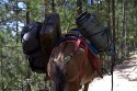 Heavily Loaded Donkey