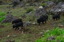Piglets