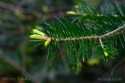 Evergreen Branch