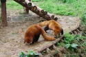 Red Pandas