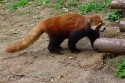 Red Panda