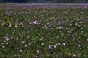 Fallow Field of Wild Flowers