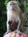 Wesley Tanaka's photograph of a monkey holding her baby